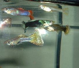 Guppies2.jpg