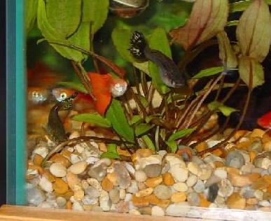 Guppies3.jpg
