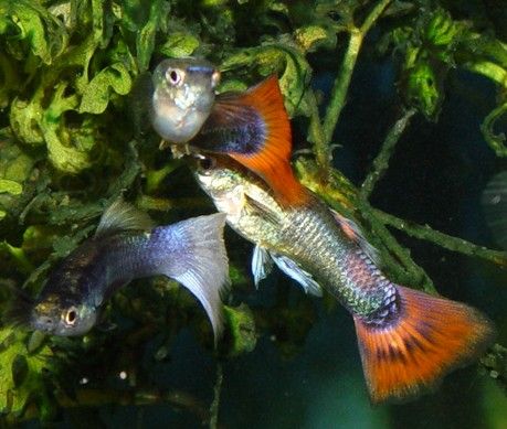 guppiesnotpups.jpg