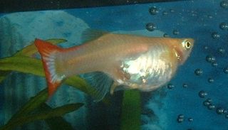 Guppy.JPG