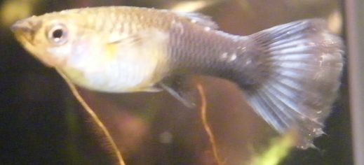 Guppy.jpg