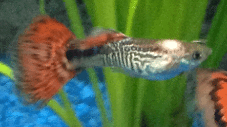 guppy.png
