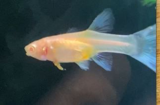 Guppy Poop Side 1.JPG