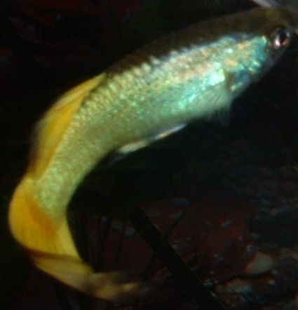 Guppy1.JPG