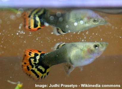 guppy15.jpg
