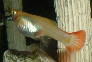 Guppy3.JPG