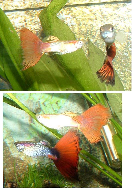 guppy3.JPG