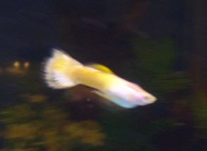 guppy3.jpg