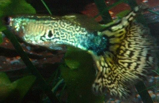 Guppy5.jpg