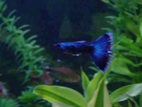 Guppy_blue_WEB.jpg
