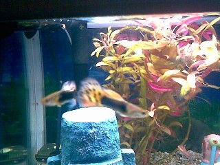 Guppy_bro__s.JPG