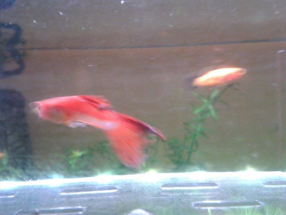 guppytail.jpg