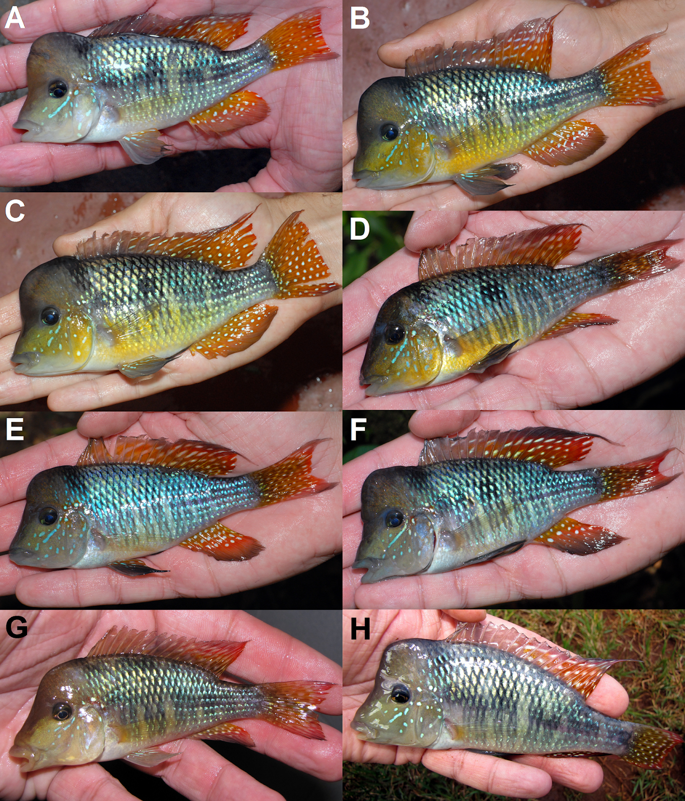 Gymnogeophagus_jaryi-novataxa_2019-Alonso_Ter%25C3%25A1n_Aguilera_%25C5%2598%25C3%25AD%25C4%25...PNG