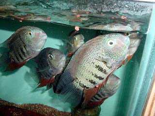 H.severum1.JPG