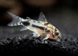 habrosus salt and peppered.jpg