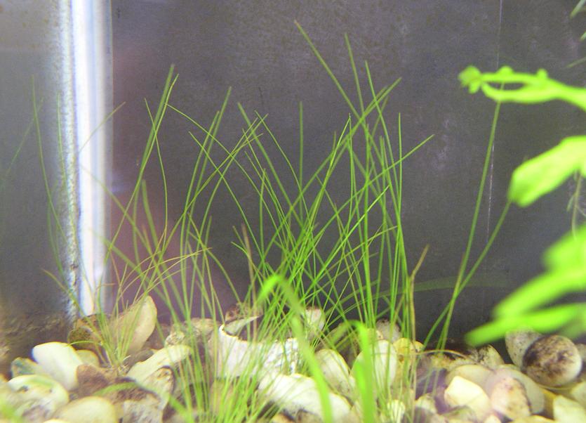 hairgrass.JPG