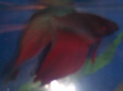 harold2.jpg