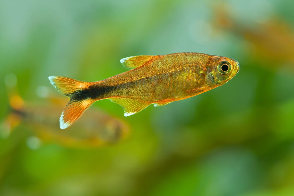Hasemania-nana_Kupfersalmler_72-1200x800.jpg