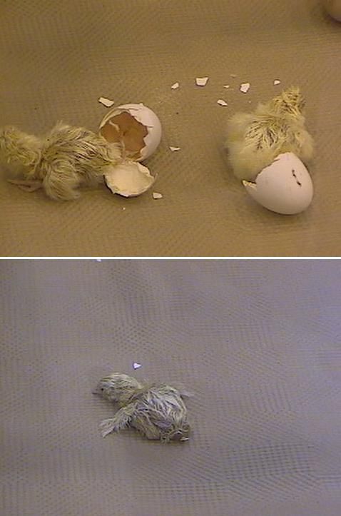 hatching_chicks.JPG