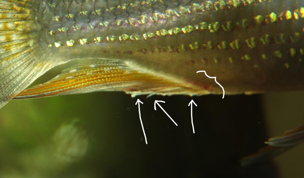 heckelli fin.jpg