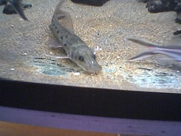 hemisorubim_019.jpg
