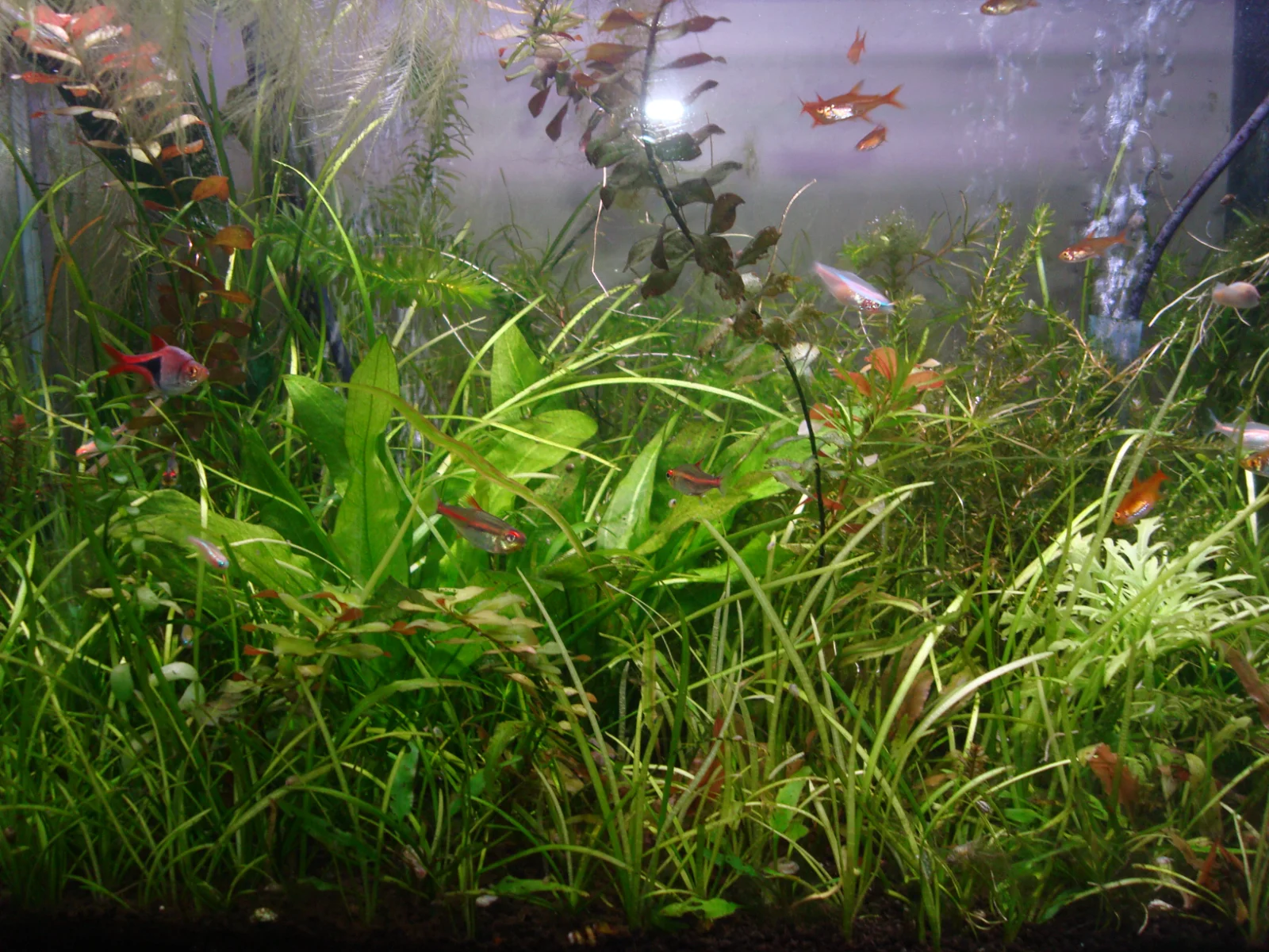 herbibore1.webp