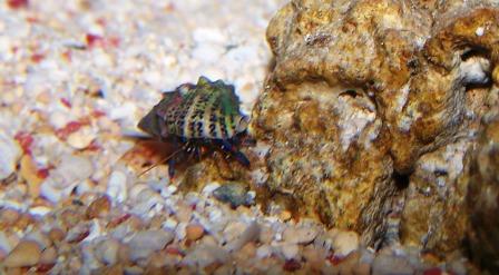 hermit crabs 2.JPG