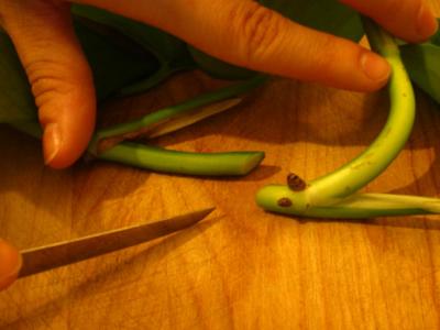 HFProductsApril 019_0.JPG