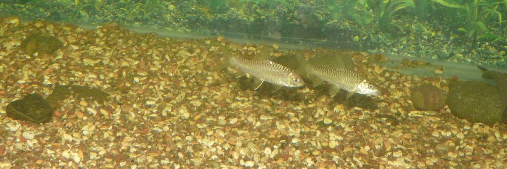 Himalayan_RedMahseer_1.jpg