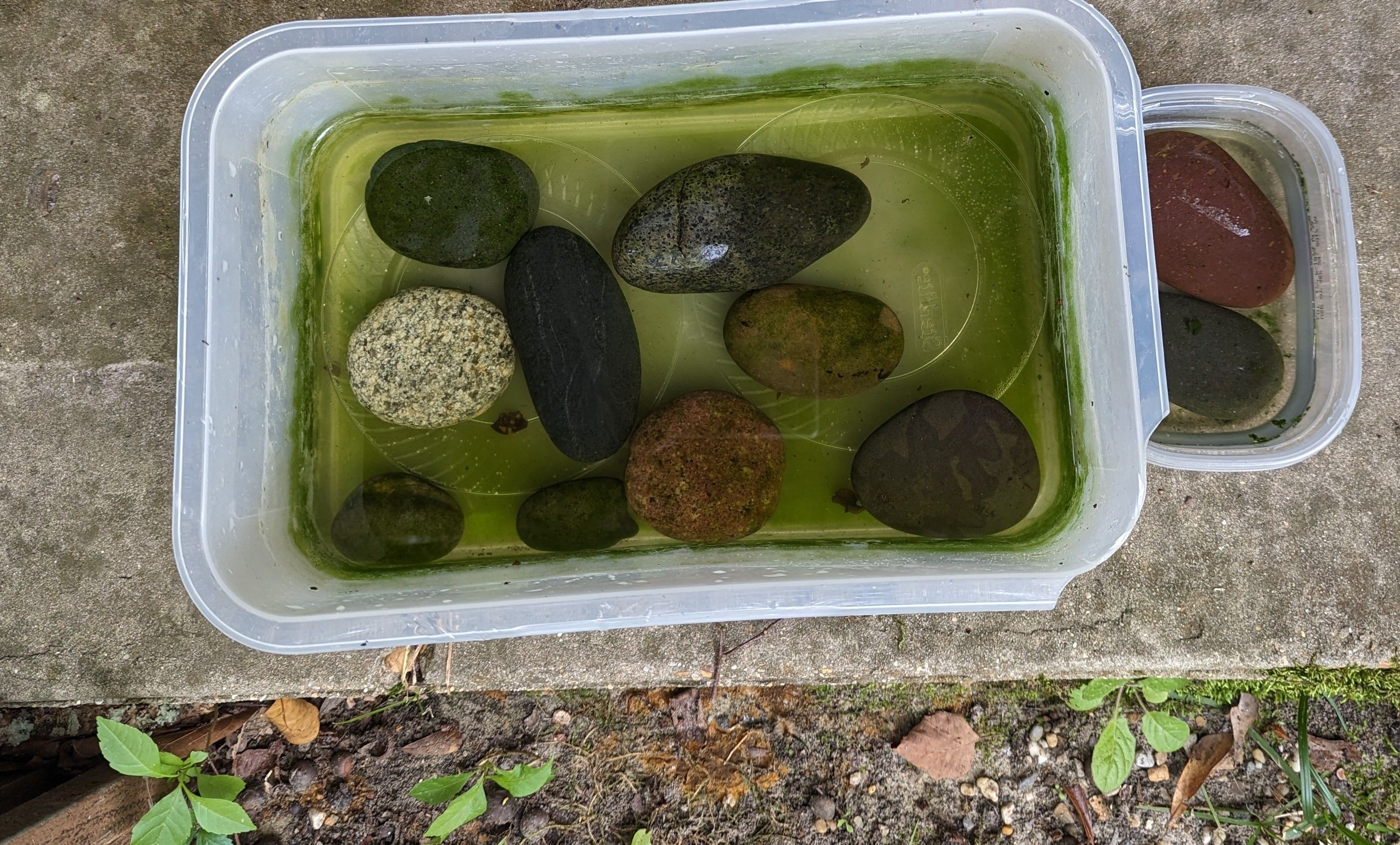 Homegrownalgae.jpg