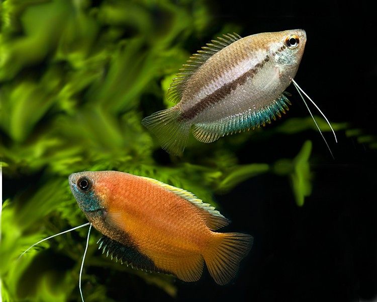 Honey Gourami 1.jpg
