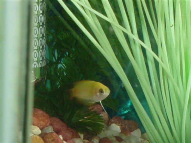 Honey_Gouramis__December_1st_002.jpg