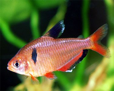 Hyphessobrycon eques2.jpg