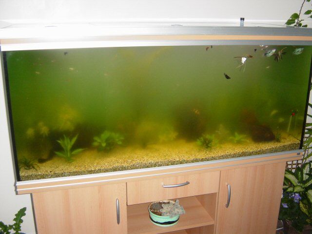 Ians_Fish_Tank_002a.jpg