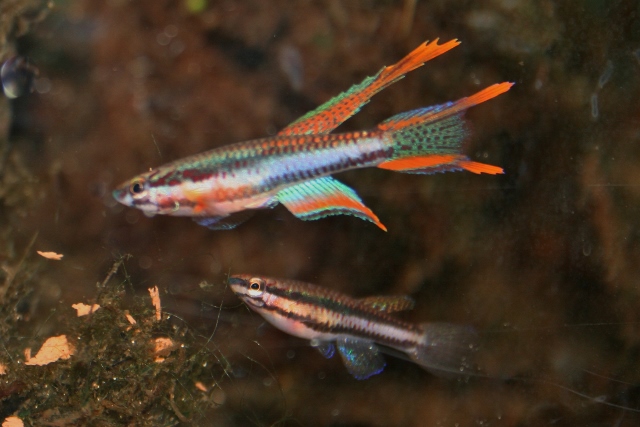 ijebuaaa2 (640x427).jpg