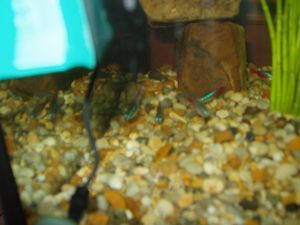 ill_fish.jpg