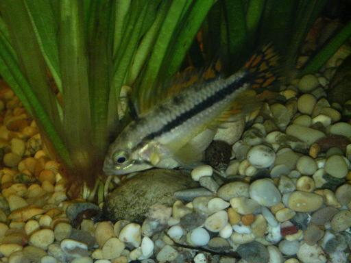 Image120Small.JPG