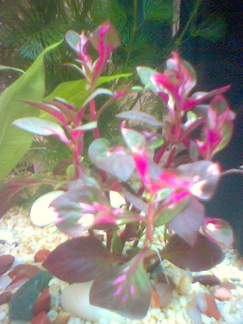 image_00042.jpg