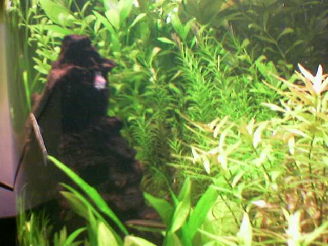 Image_027_.jpg