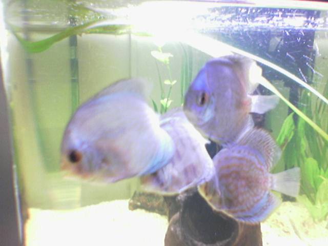 Image_127_.jpg