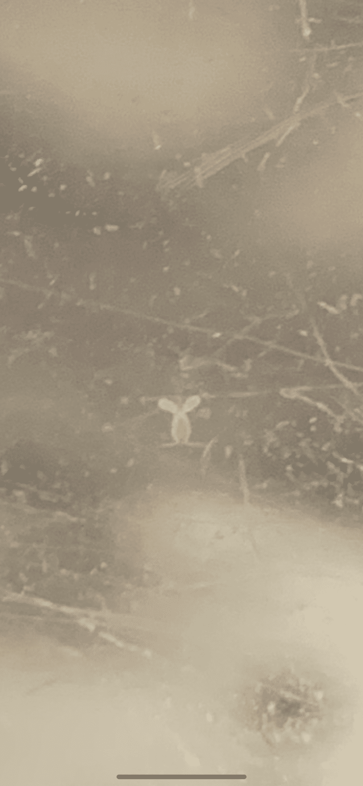 IMG-6251.PNG
