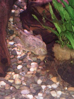 IMG00001_20090904_1812.jpg