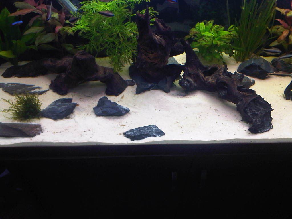 IMG00722-20110321-1723.jpg