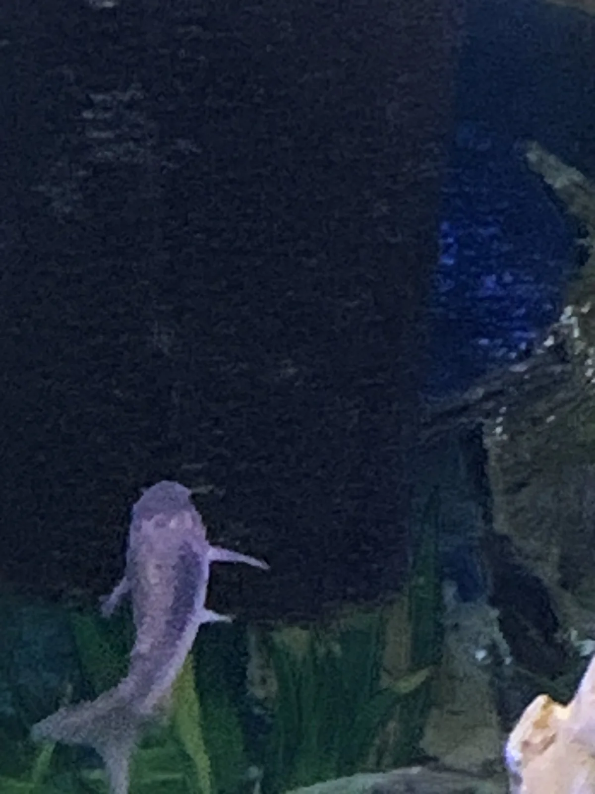 IMG_0174.jpeg
