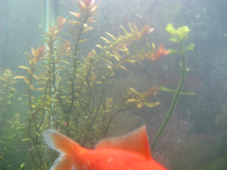 IMG_0250_1_.JPG