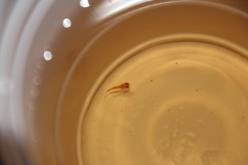 IMG_0795.1.JPG
