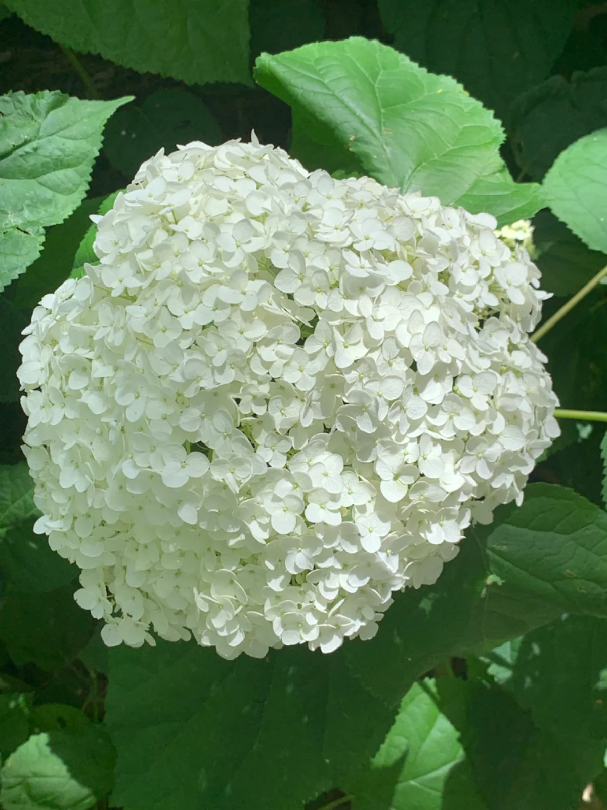 IMG_0907.webp