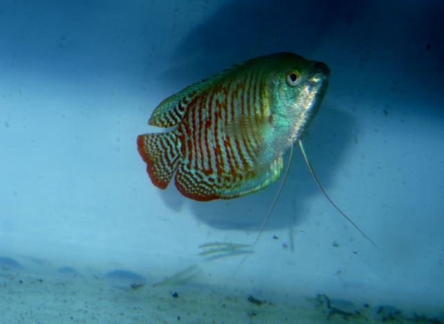 IMG_0998 (640x468).jpg