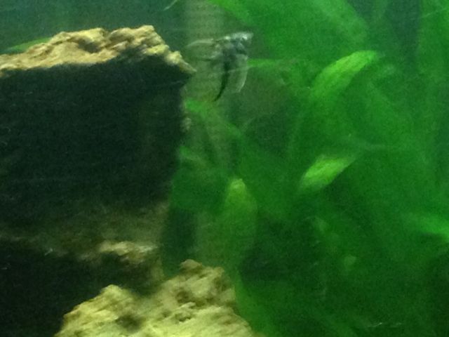 IMG_1033 (640x480).jpg