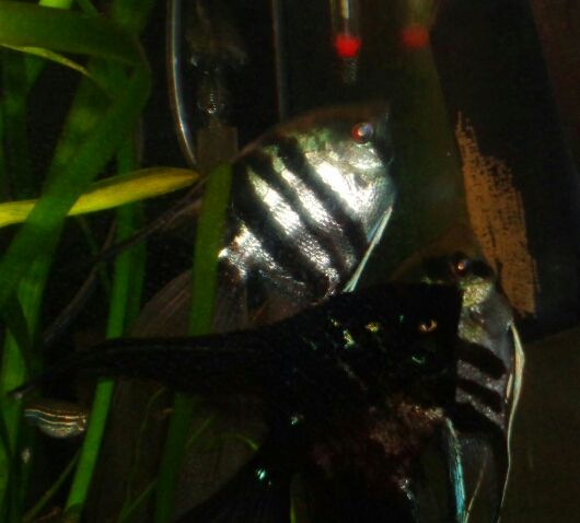 IMG_20130115_172048.jpg